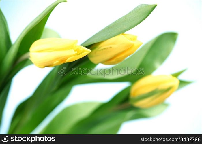 yellow tulips macro clos? up
