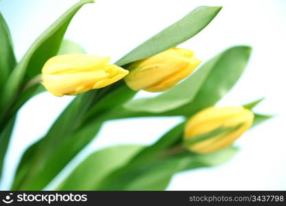 yellow tulips macro clos? up