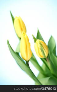 yellow tulips macro clos? up