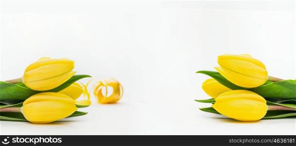 Yellow tulips on a light background, banner