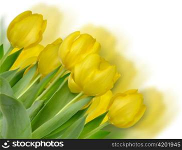 yellow tulips on a white background , close up