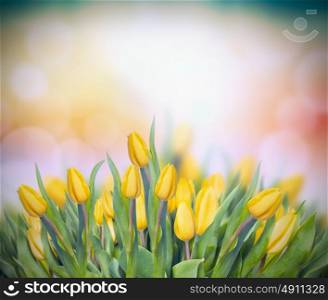 yellow tulips on multicolor bokeh background