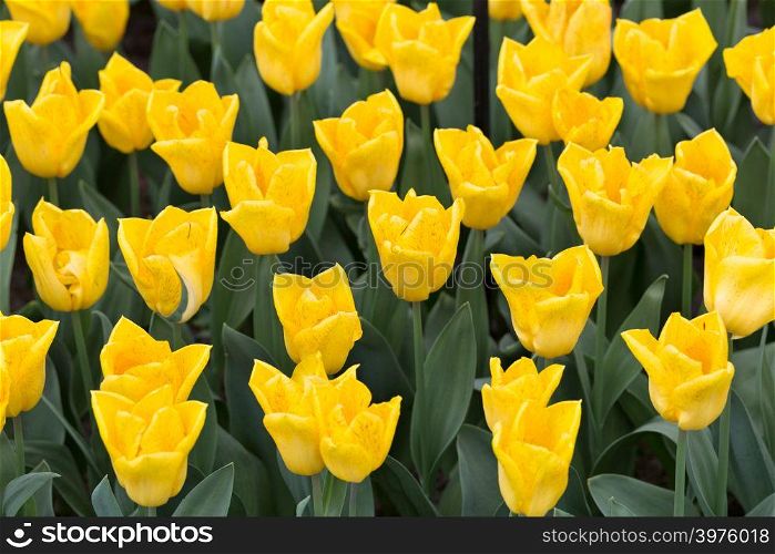 Yellow tulips on nature background