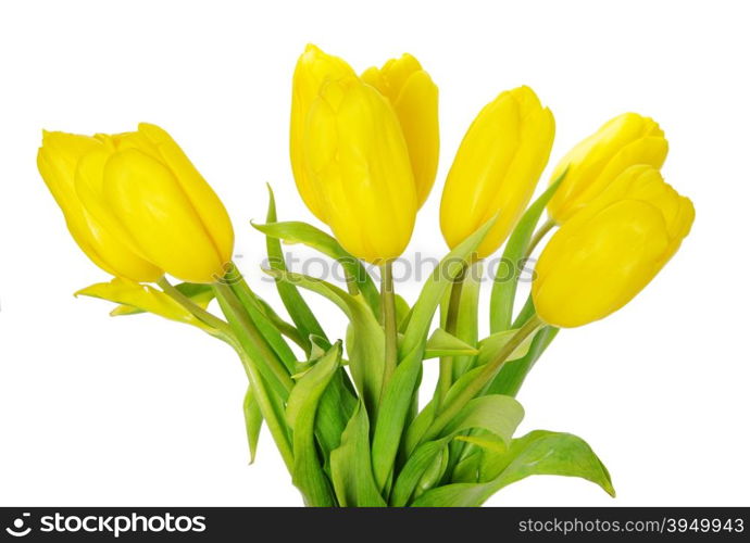 Yellow tulips on white background