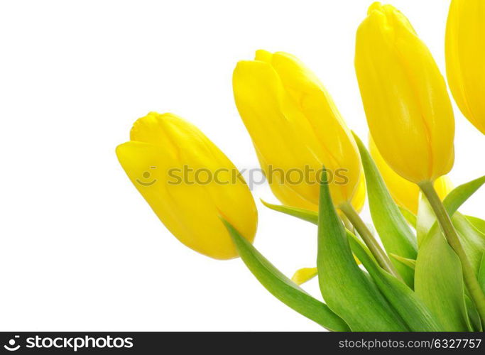 Yellow tulips on white background