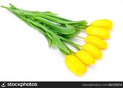 Yellow tulips on white background