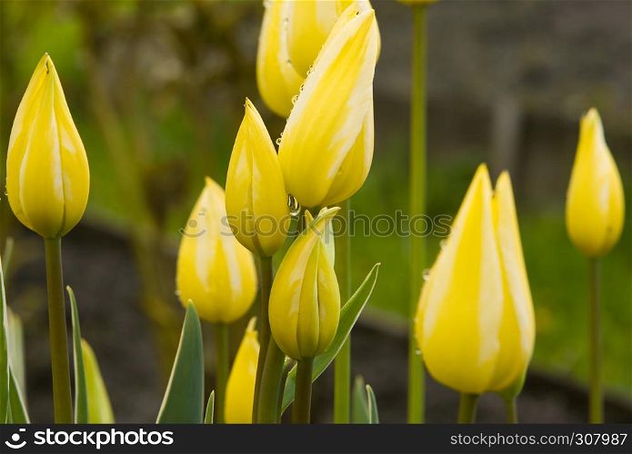 yellow tulips with morning dew in the garden