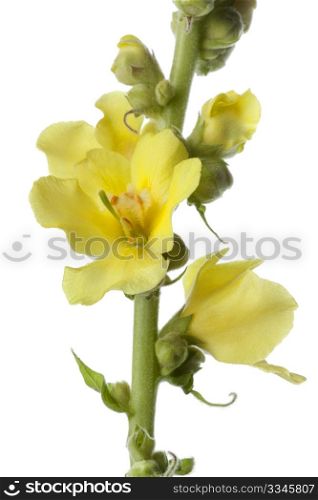 Yellow Verbascum on white background
