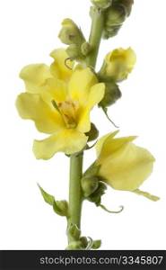 Yellow Verbascum on white background