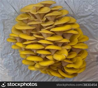yellow vertical cultivated eatable mushrooms
