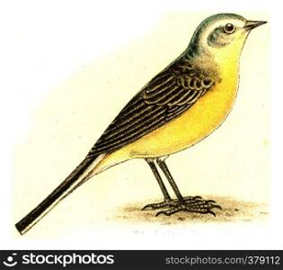 Yellow Wagtail, vintage engraved illustration. From Deutch Birds of Europe Atlas.