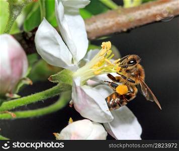 yellow wasp on aple tree flower