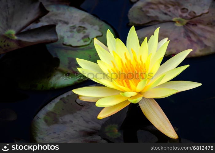 Yellow water lily in a pond