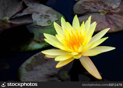 Yellow water lily in a pond