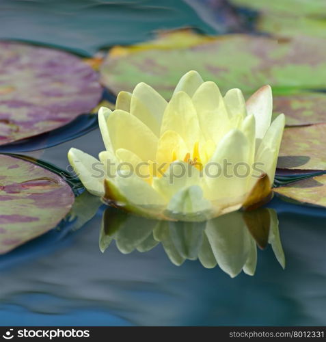 yellow water lily in lake