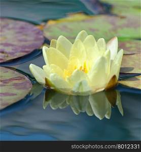 yellow water lily in lake