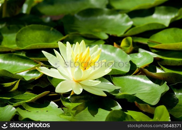 Yellow Water Lily lotus using in Spa