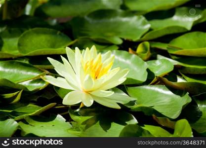 Yellow Water Lily lotus using in Spa