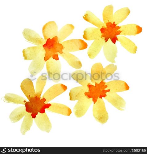 Yellow watercolor flowers isolated over the white background