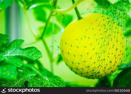 Yellow Watermelon growing in the garden. Natural watermelon growing on farmland, growing watermelon, cultivation of melon cultures. Sweet fruit growing in garden. Watermelon growing in the garden.