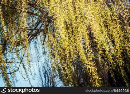 Yellow weeping willow blossom branches at sky