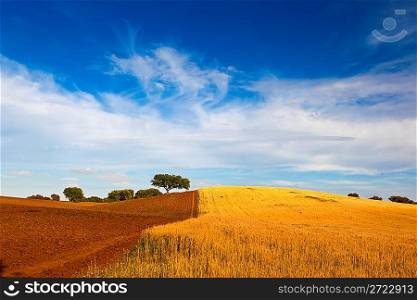 Yellow wheat field