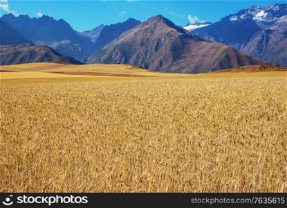 Yellow wheat field Rural countryside landscapes