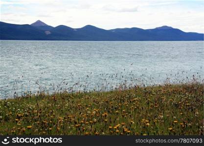 Yellow wild flowers, lake and mountain in Argentina