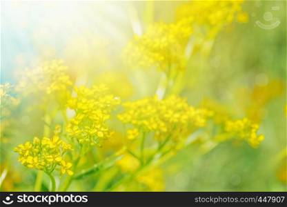 Yellow wild flowers on a summer meadow in the sunrays closeup
