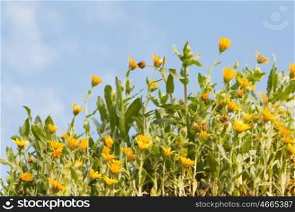 Yellow wild flowers with blue sky background