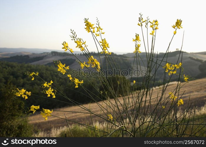 Yellow wildflower growing on hillside in Tuscany, Italy.