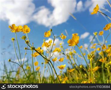 Yellow wildflowers against the blue sky and clouds