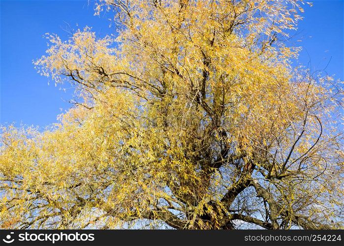 Yellow willow leaves. Willow tree in autumn. Yellow willow leaves. Willow tree in autumn.