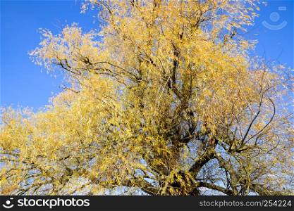 Yellow willow leaves. Willow tree in autumn. Yellow willow leaves. Willow tree in autumn.