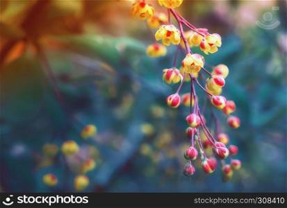 Yellow with red flowers of blooming barberry closeup on a blurred background. Selective focus, toned.. Blooming Barberry Closeup