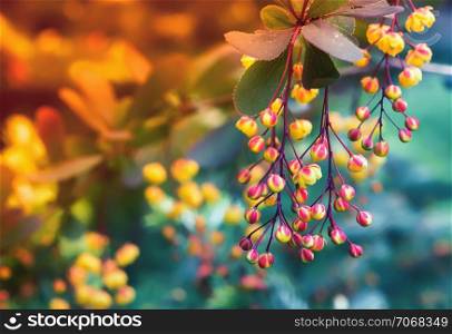 Yellow with red flowers of blossoming barberry closeup on a blurred background. Selective focus, toned.. Blossoming Barberry Closeup