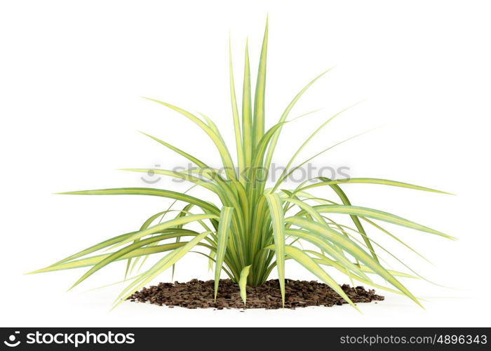 yellow yucca plant isolated on white background. 3d illustration