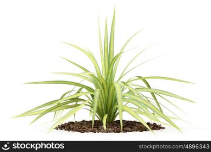 yellow yucca plant isolated on white background. 3d illustration