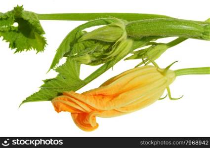 Yellow zucchini blossoms and leaves on white background