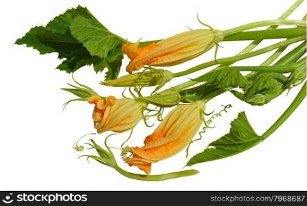 Yellow zucchini blossoms, leaves and tendril on white background