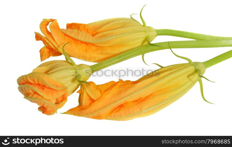 Yellow zucchini blossoms on white background