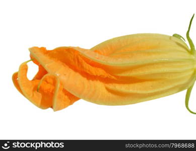 Yellow zucchini blossoms on white background