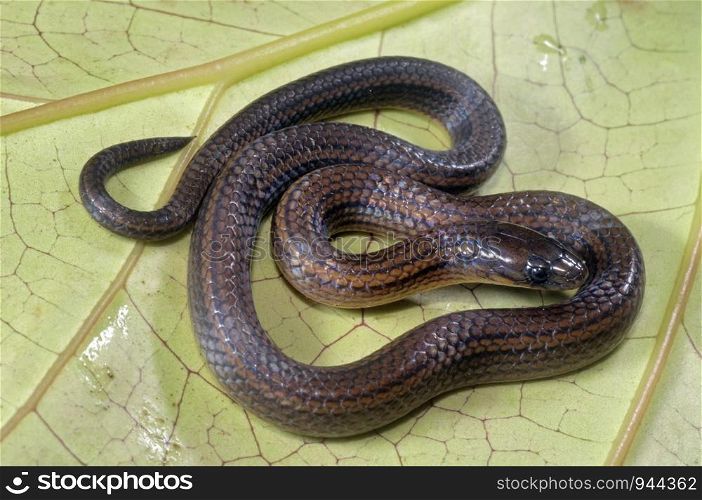 Yellowbelly worm-eating snake (Trachischium tenuiceps) is a species of colubrid snake. Northeast India
