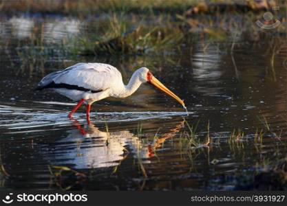 Yellowbilled Stork (Mycteria ibis) catching fish in the Okagango Delta in Botswana