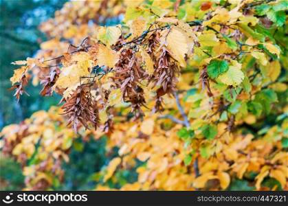 yellowed and reddened leaves of trees, autumn landscape. autumn landscape, yellowed and reddened leaves of trees