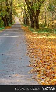 yellowed and reddened leaves of trees, the road in the autumn forest. the road in the autumn forest, yellowed and reddened leaves of trees