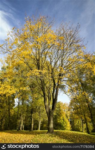 Yellowed foliage in the autumn season in Deciduous grove, the real nature in the autumn season showing and specificity.. Yellowed foliage in the autumn season