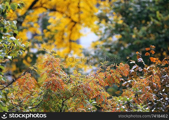 Yellowed leaves on branches in an autumn park