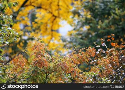 Yellowed leaves on branches in an autumn park