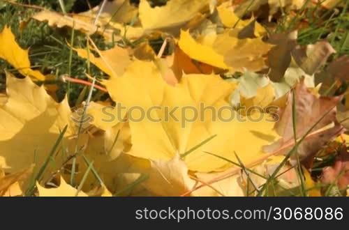 yellowed maple leaves